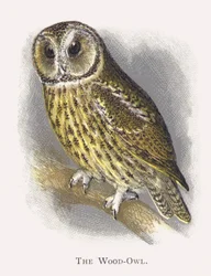 The Wood-Owl